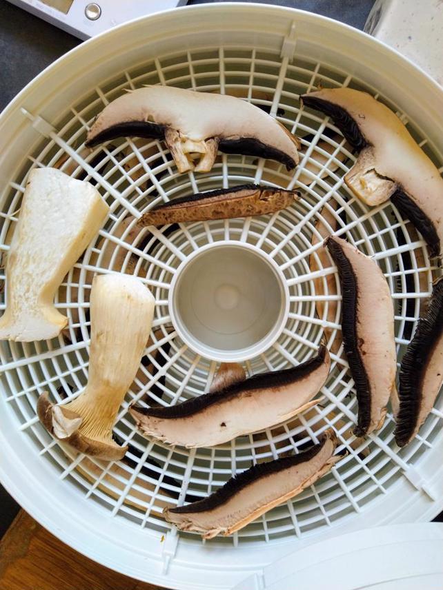 Dehydrating Mushrooms In Oven Or Dehydrator