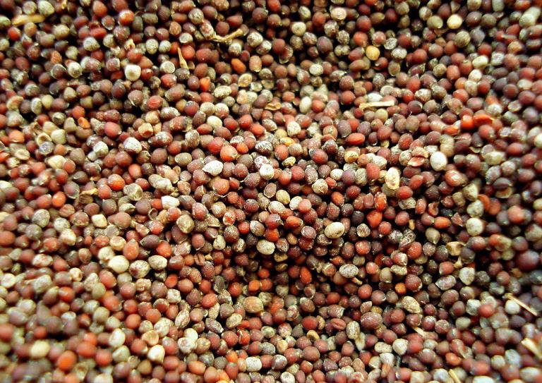 Mustard Seeds