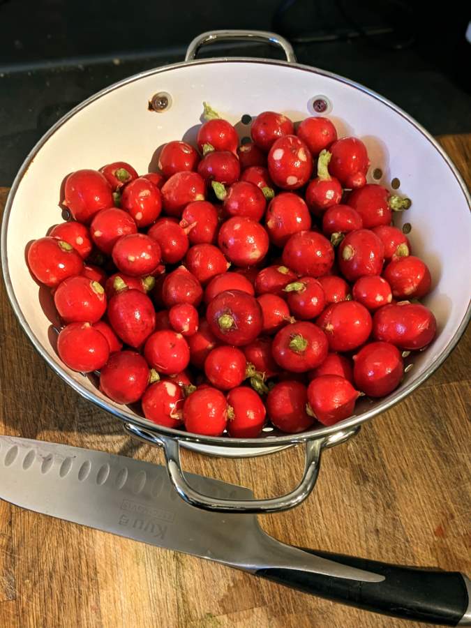 Pickled Red Radish